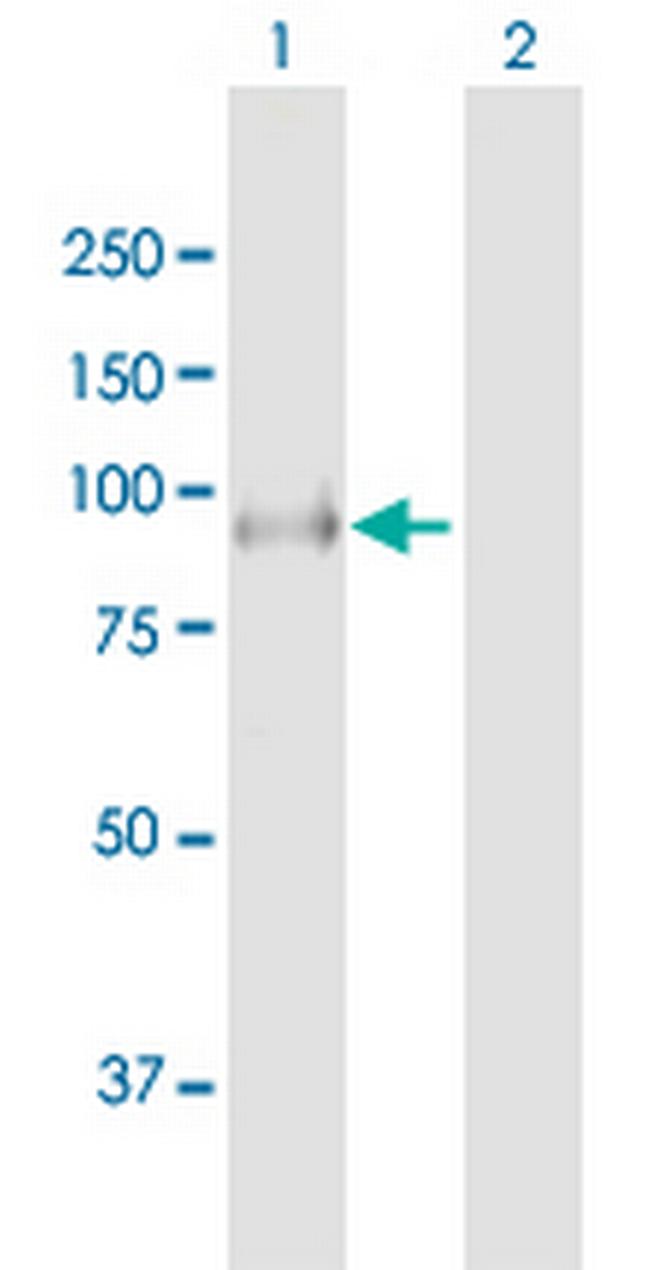 LRSAM1 Antibody in Western Blot (WB)