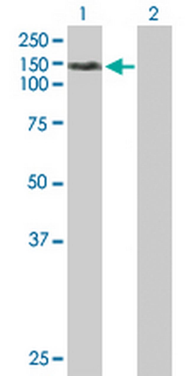 NEK9 Antibody in Western Blot (WB)