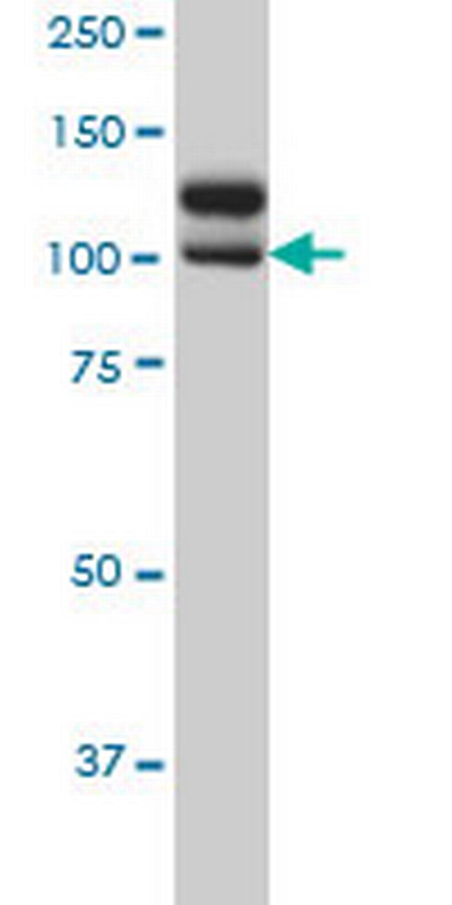 NEK9 Antibody in Western Blot (WB)