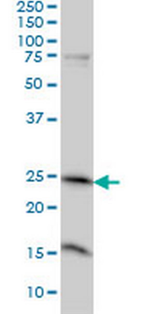 MRRF Antibody in Western Blot (WB)