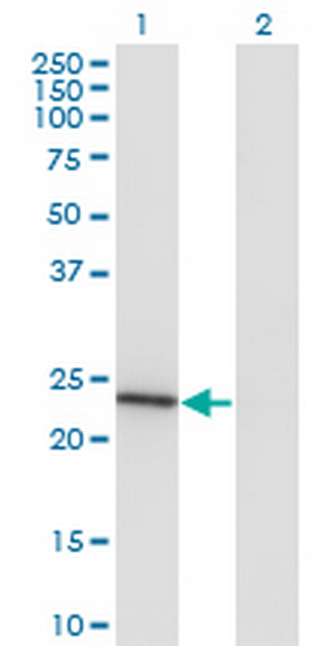 MRRF Antibody in Western Blot (WB)