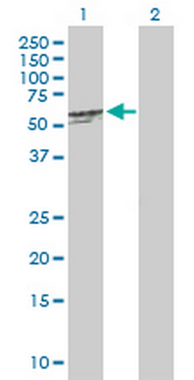 C20orf114 Antibody in Western Blot (WB)