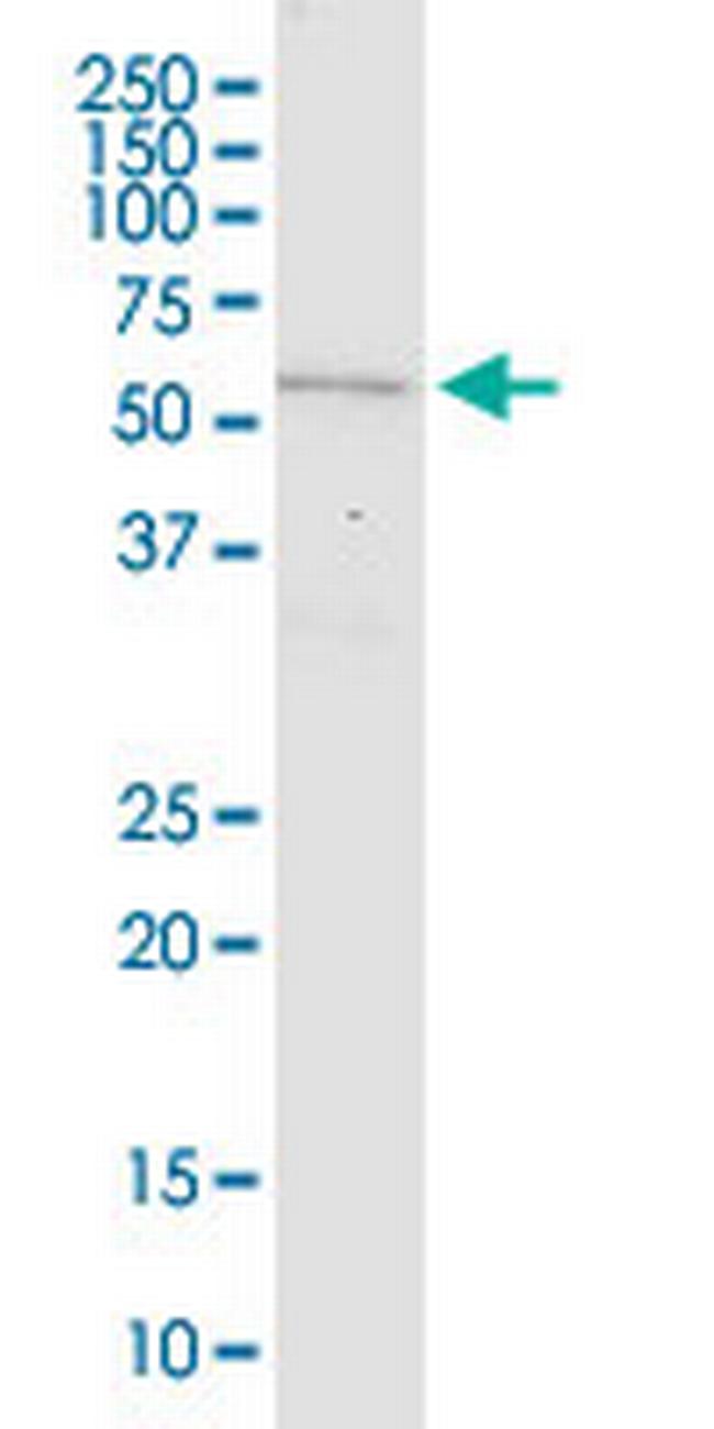 MARS2 Antibody in Western Blot (WB)