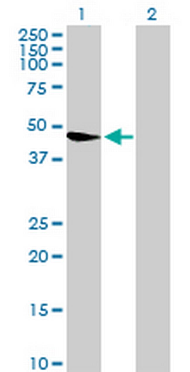 WDR67 Antibody in Western Blot (WB)