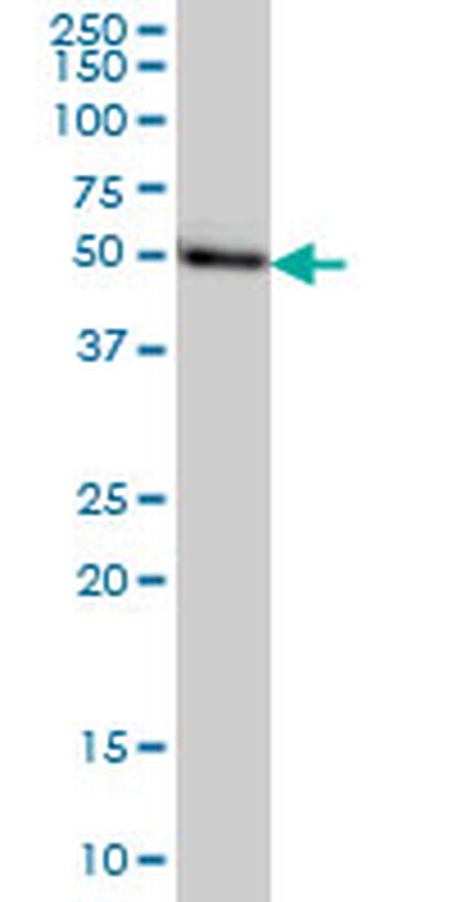 MGC21874 Antibody in Western Blot (WB)