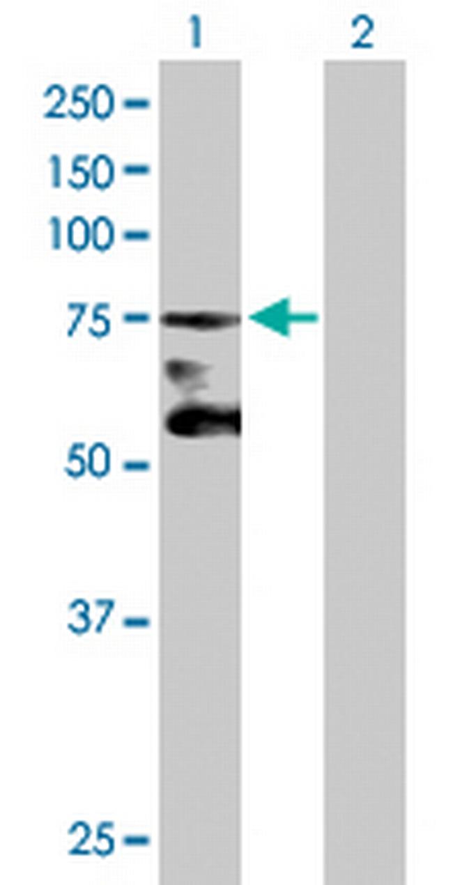 ACRC Antibody in Western Blot (WB)