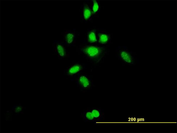 C21ORF66 Antibody in Immunocytochemistry (ICC/IF)