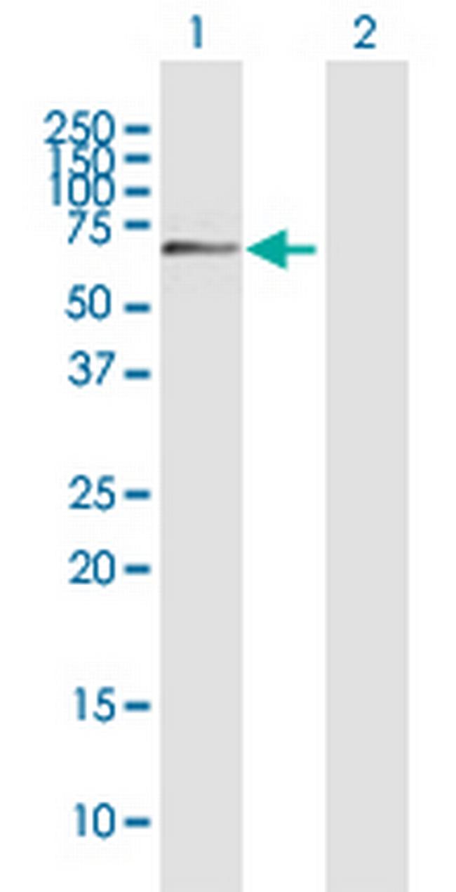 AHNAK2 Antibody in Western Blot (WB)