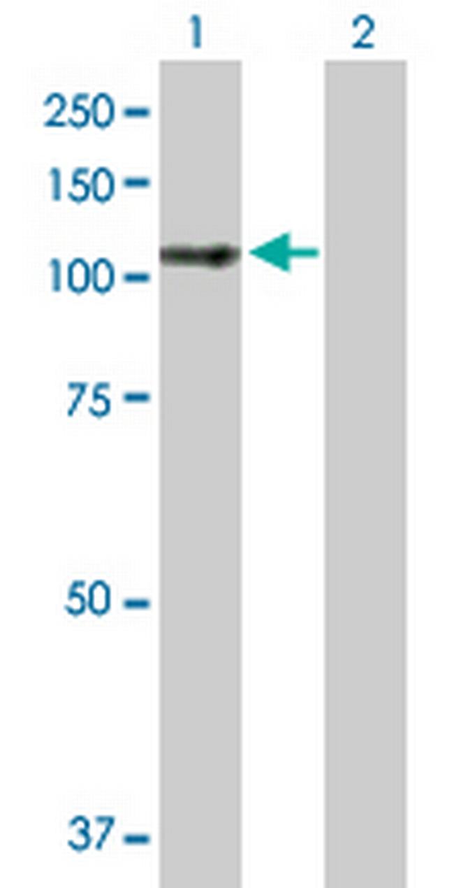 LARP4 Antibody in Western Blot (WB)