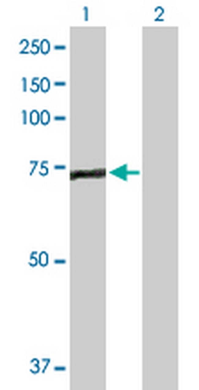 EFHC1 Antibody in Western Blot (WB)