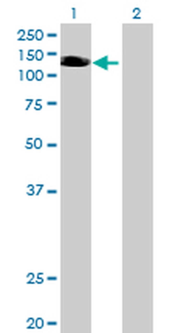 NLRP3 Antibody in Western Blot (WB)