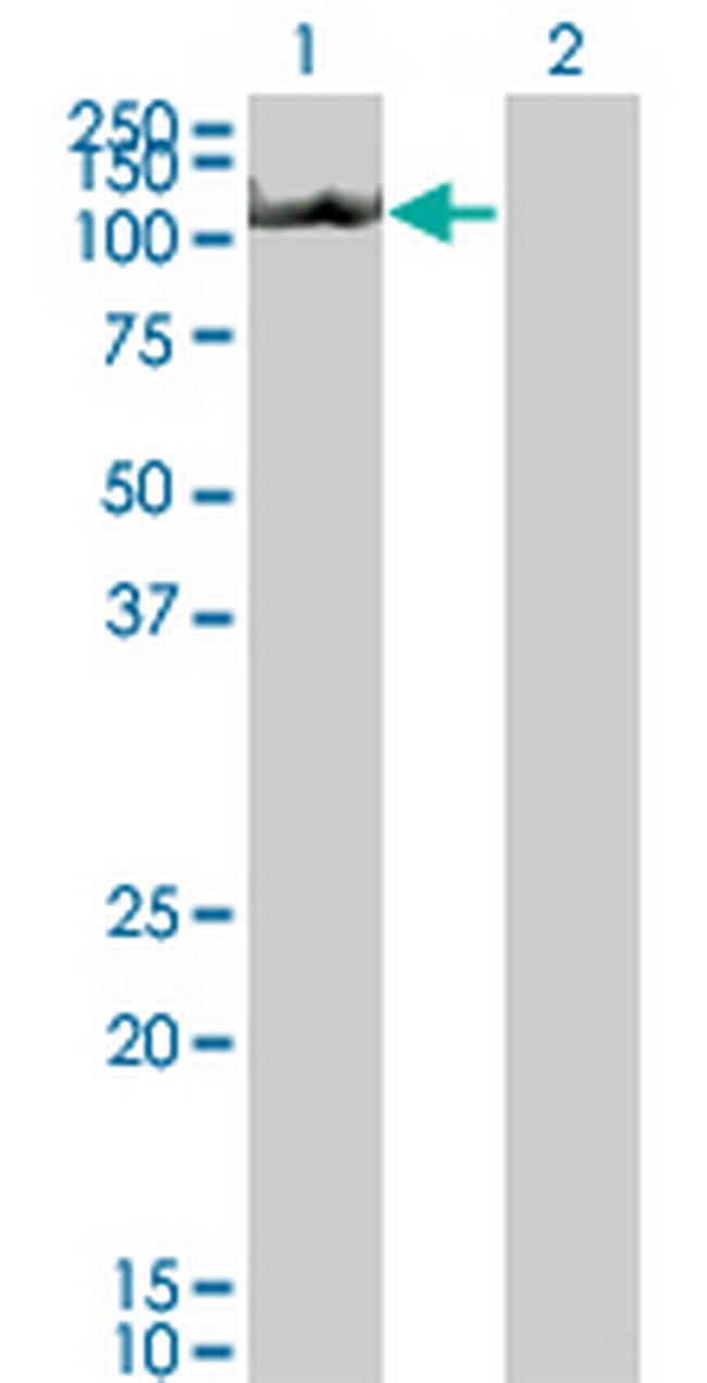 NLRP3 Antibody in Western Blot (WB)