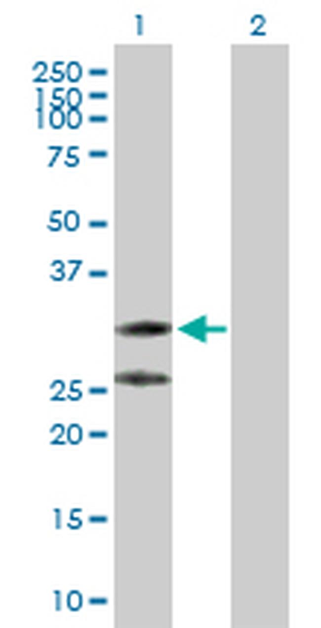 C1QTNF2 Antibody in Western Blot (WB)