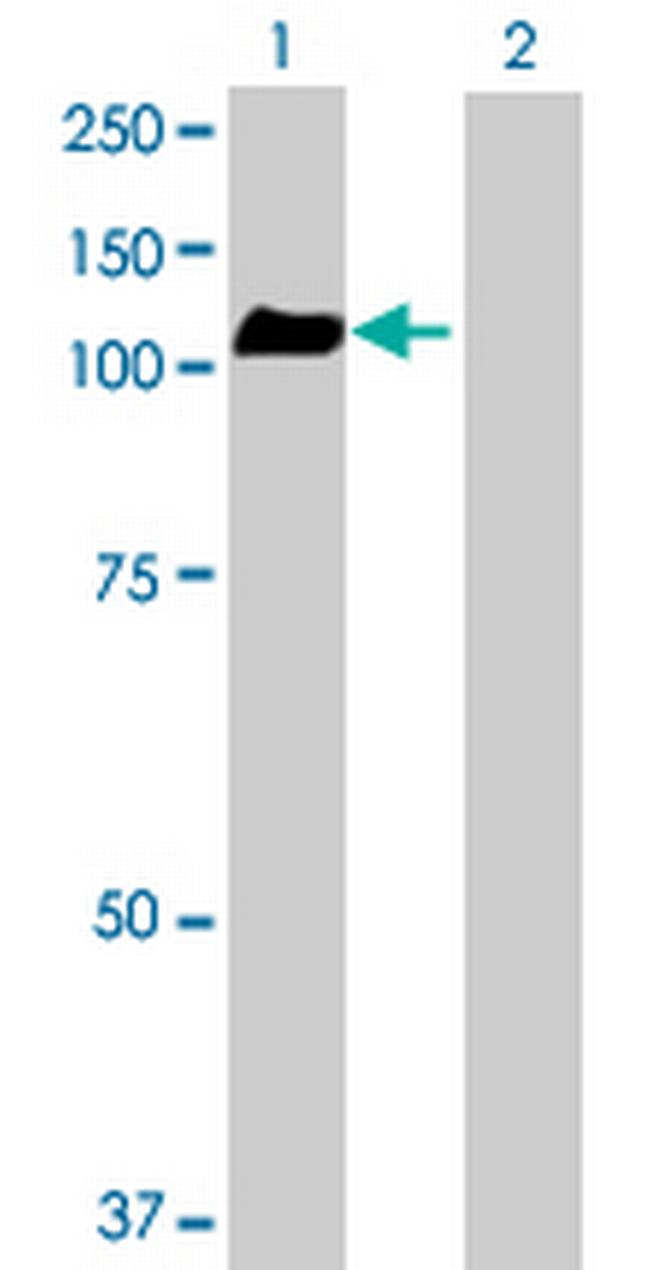 GPRASP2 Antibody in Western Blot (WB)