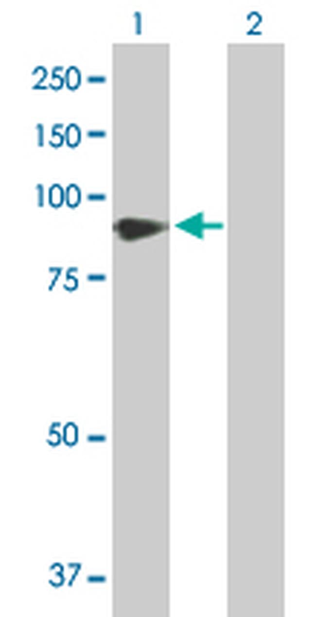 VASN Antibody in Western Blot (WB)