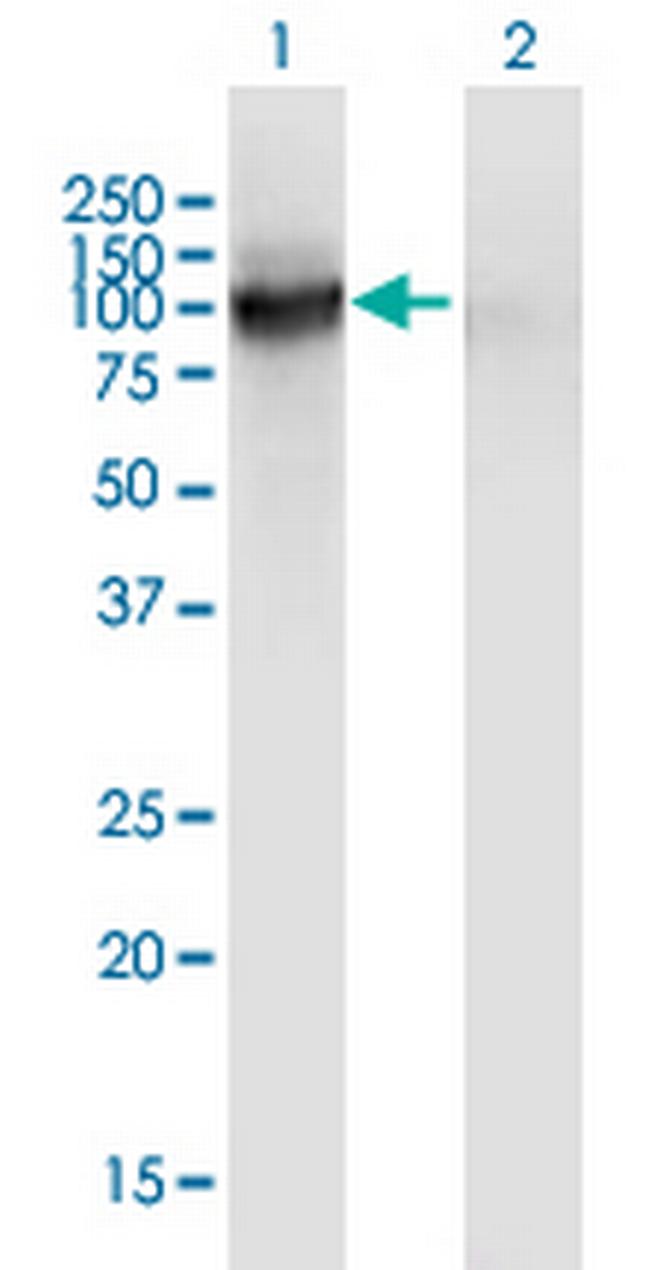 VASN Antibody in Western Blot (WB)