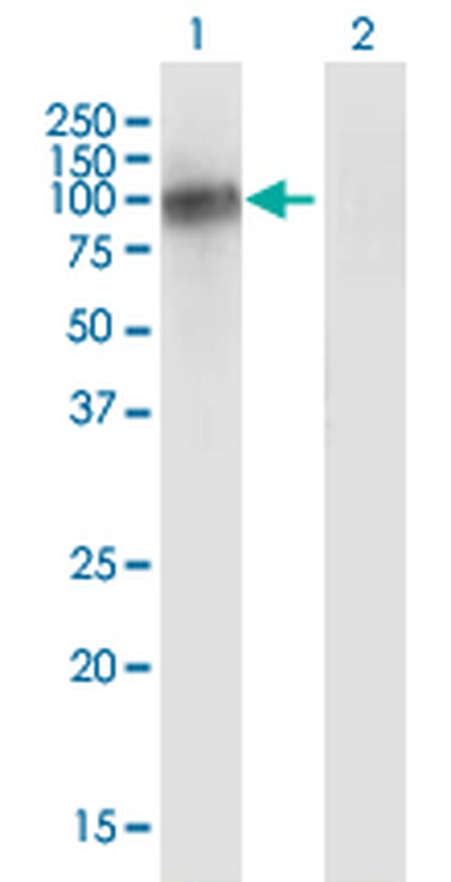 VASN Antibody in Western Blot (WB)