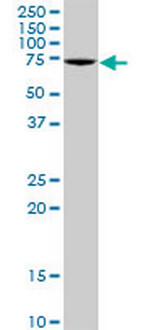 GBP4 Antibody in Western Blot (WB)