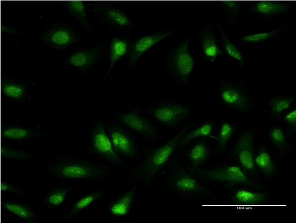 OLIG1 Antibody in Immunocytochemistry (ICC/IF)