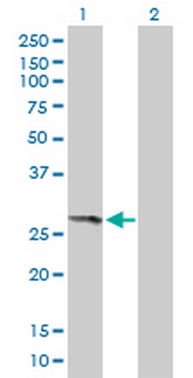 THEM4 Antibody in Western Blot (WB)