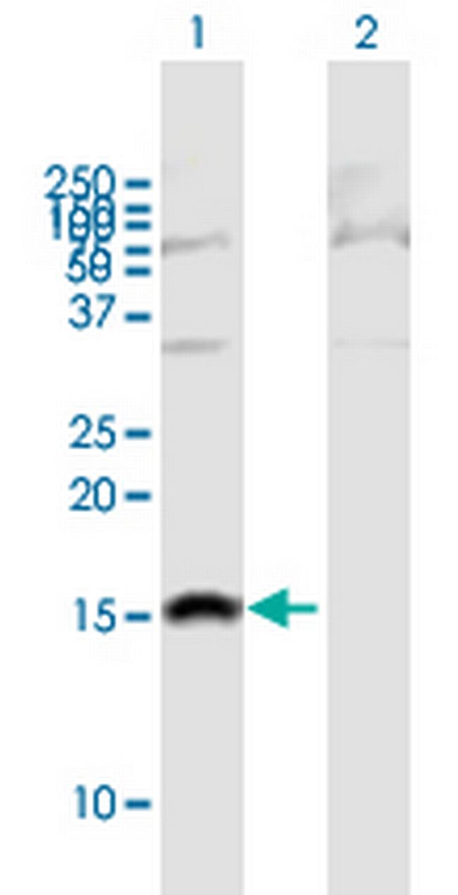 SH2D1B Antibody in Western Blot (WB)