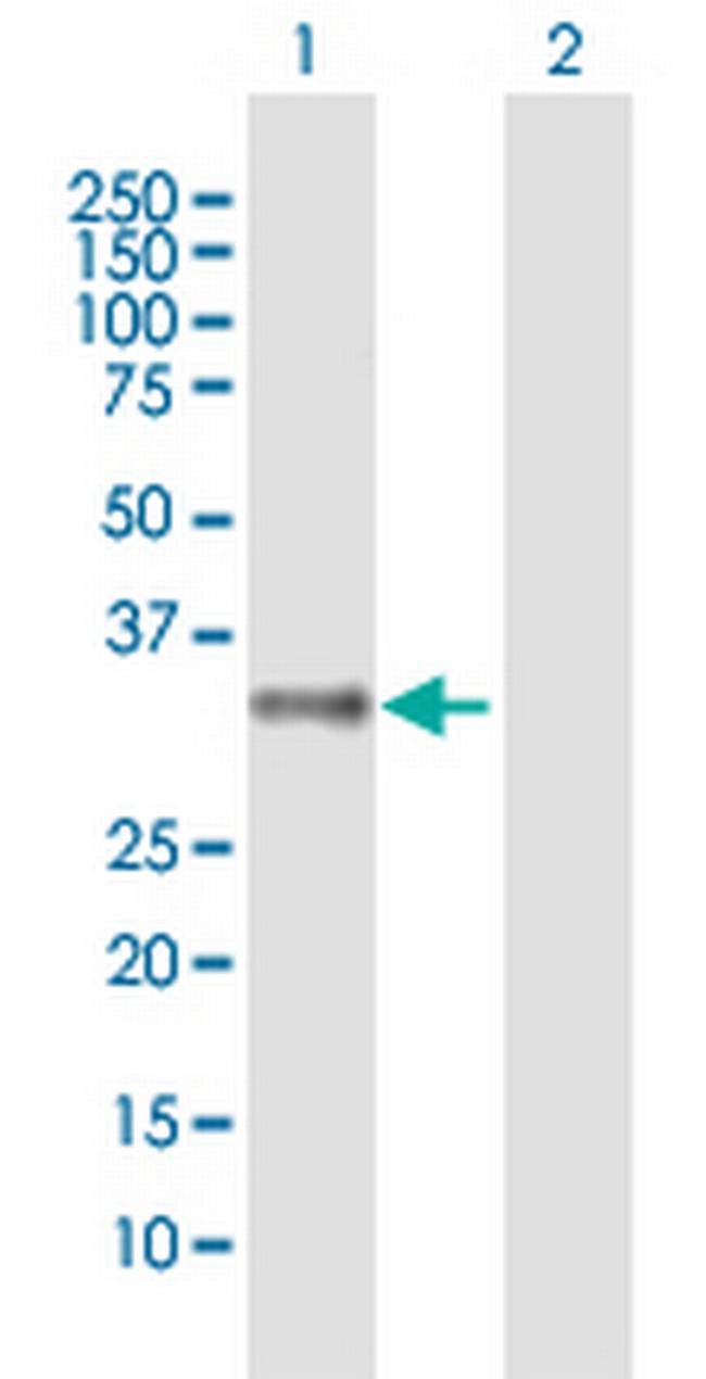 MRGPRX2 Antibody in Western Blot (WB)
