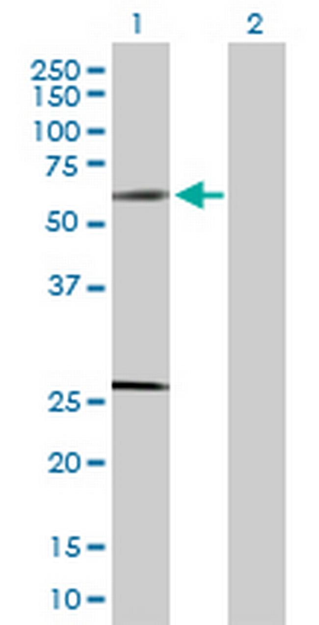 SOCS4 Antibody in Western Blot (WB)