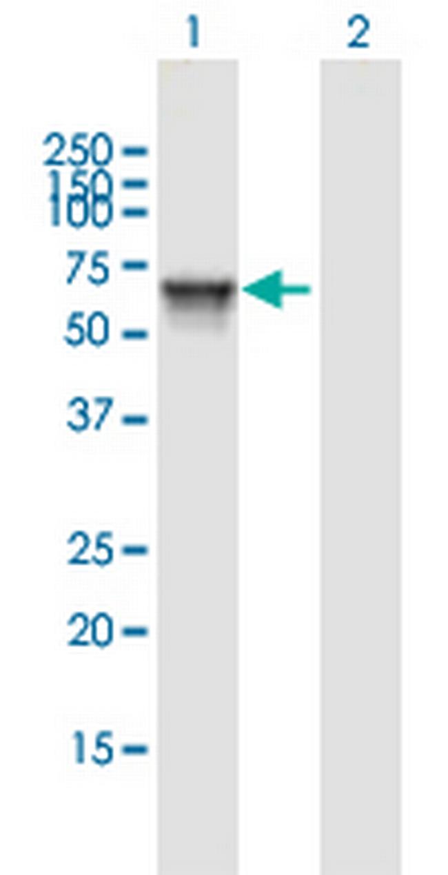 KIAA1970 Antibody in Western Blot (WB)