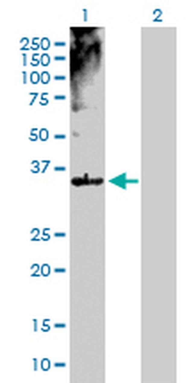 MSI2 Antibody in Western Blot (WB)