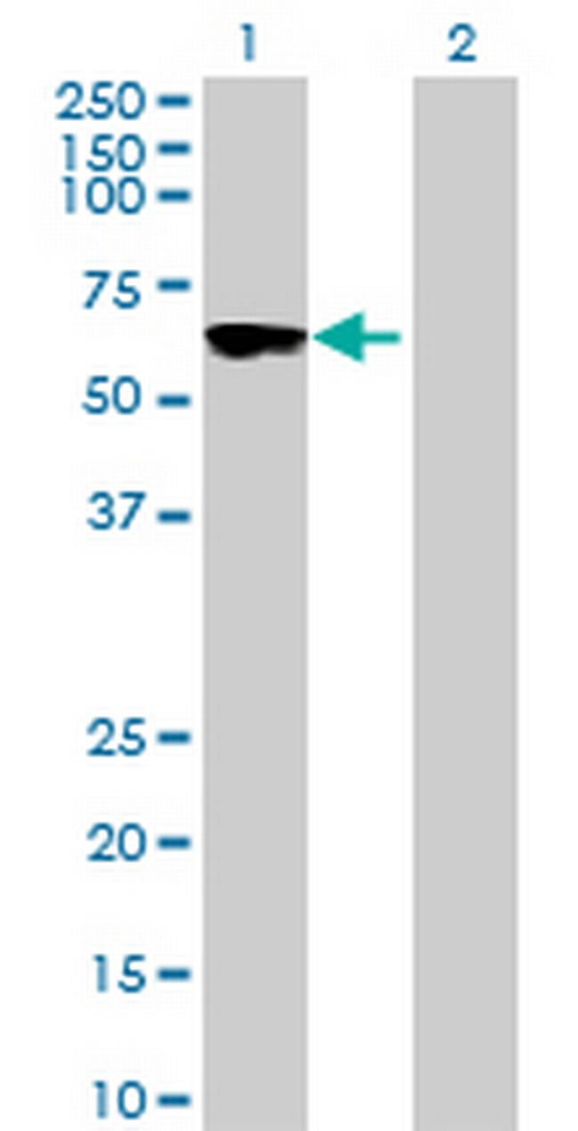 LOC124751 Antibody in Western Blot (WB)