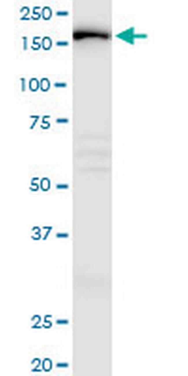 IQGAP3 Antibody in Western Blot (WB)