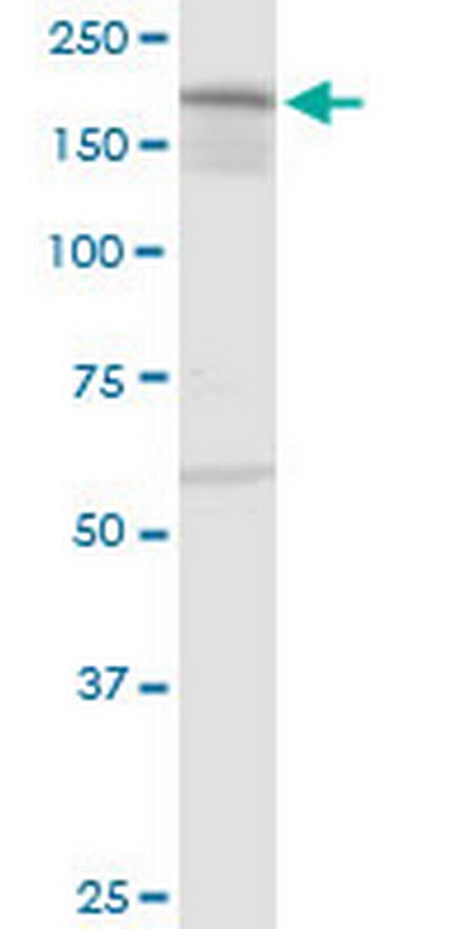 IQGAP3 Antibody in Western Blot (WB)