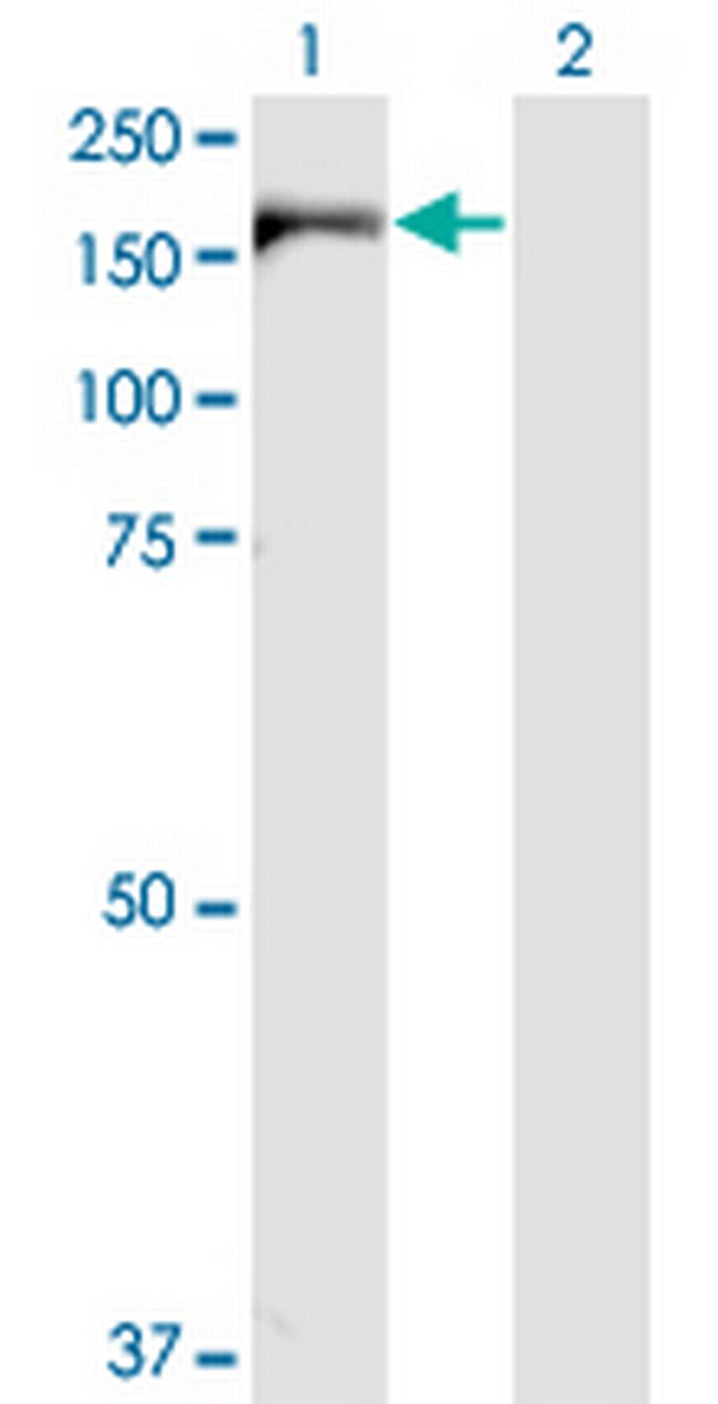 IQGAP3 Antibody in Western Blot (WB)