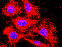 ACVR1C Antibody in Proximity Ligation Assay (PLA) (PLA)