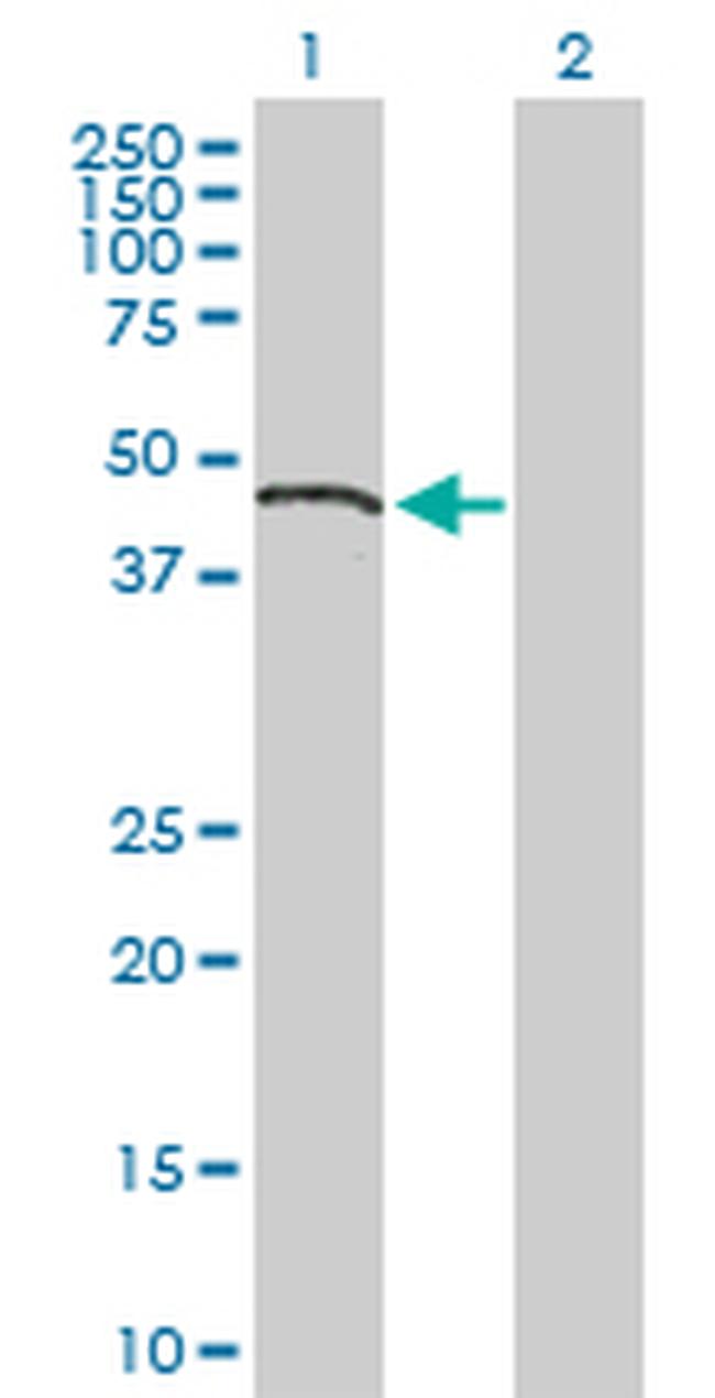 GPR175 Antibody in Western Blot (WB)