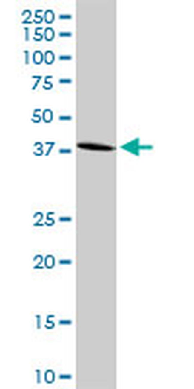 GPR175 Antibody in Western Blot (WB)