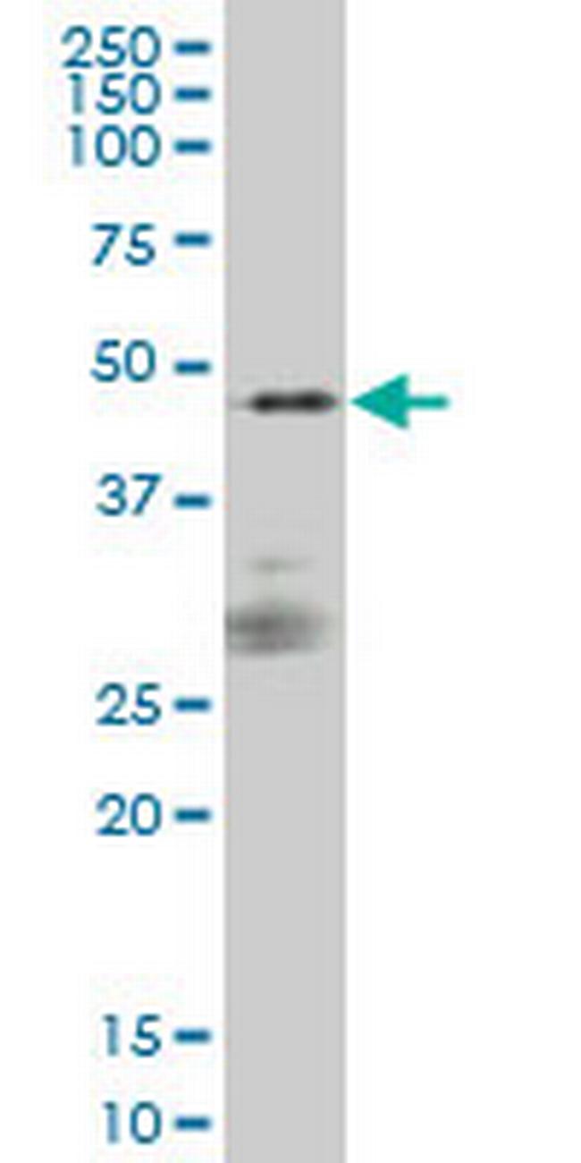 SIRPA Antibody in Western Blot (WB)