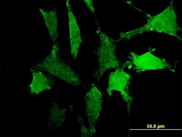 SIRPA Antibody in Immunocytochemistry (ICC/IF)