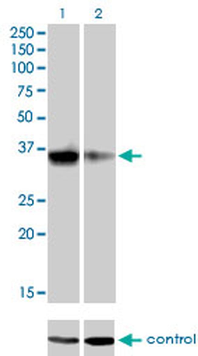 GSC Antibody in Western Blot (WB)