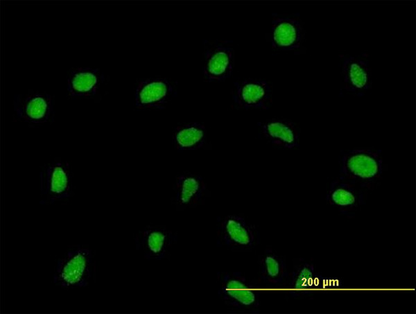 ZNF563 Antibody in Immunocytochemistry (ICC/IF)