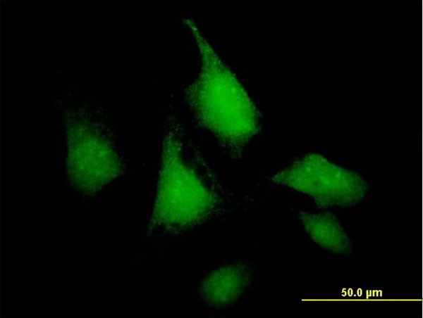 SNF1LK Antibody in Immunocytochemistry (ICC/IF)