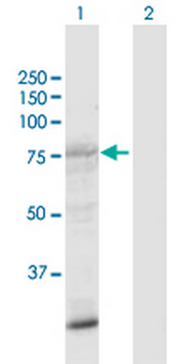 SIK1 Antibody in Western Blot (WB)