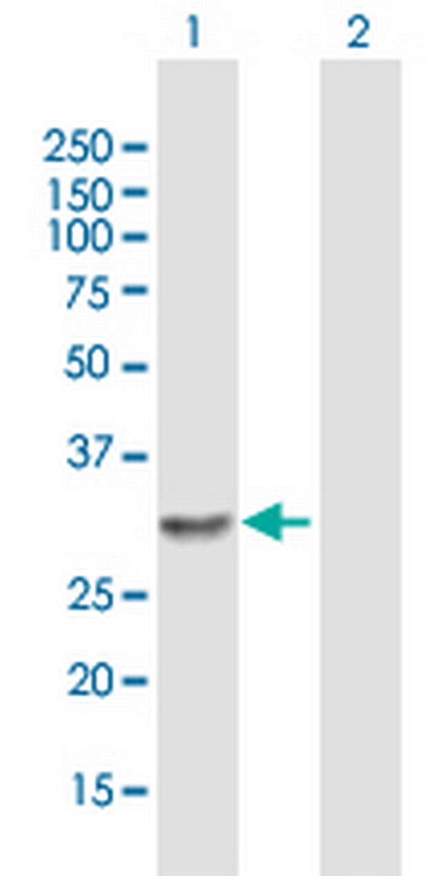 LOC150786 Antibody in Western Blot (WB)