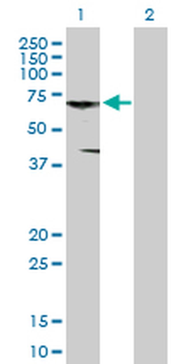 CNKSR3 Antibody in Western Blot (WB)