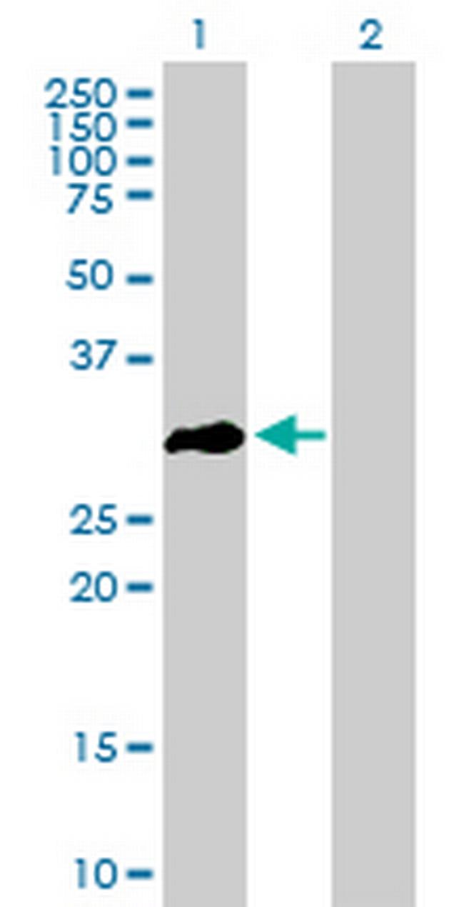 OLIG3 Antibody in Western Blot (WB)