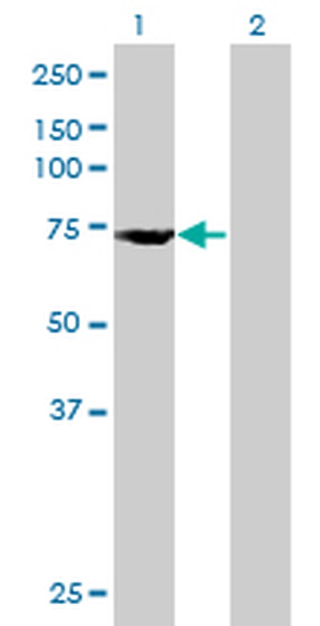 DDX53 Antibody in Western Blot (WB)