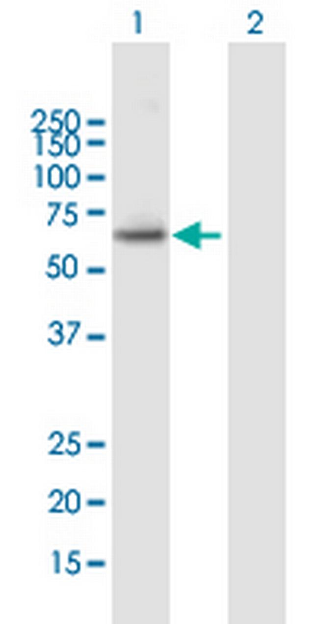 PAOX Antibody in Western Blot (WB)