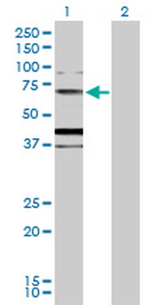 MUC20 Antibody in Western Blot (WB)