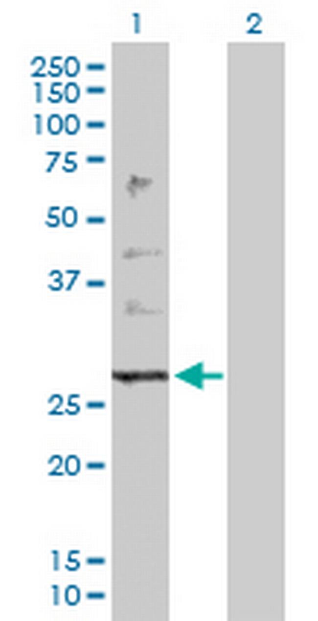 PTPLB Antibody in Western Blot (WB)