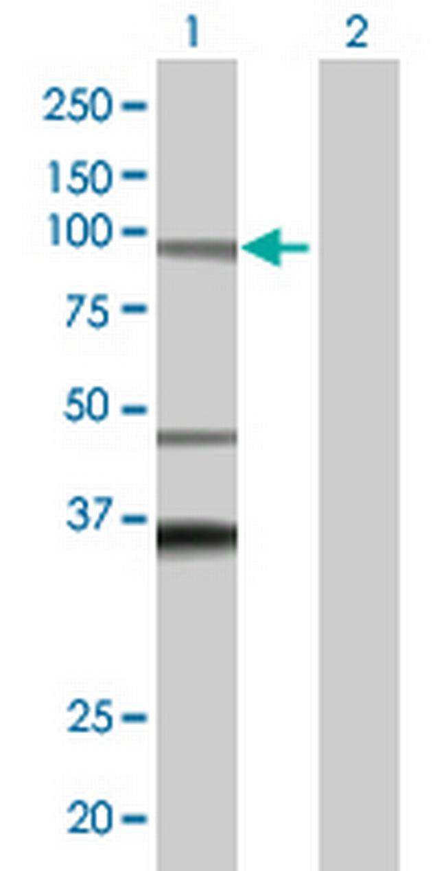 ADAM32 Antibody in Western Blot (WB)